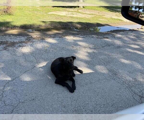 Medium Photo #1 German Shepherd Dog-Unknown Mix Puppy For Sale in Grand Prairie, TX, USA