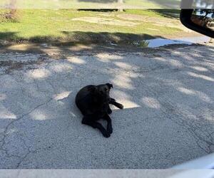 German Shepherd Dog-Unknown Mix Dogs for adoption in Grand Prairie, TX, USA
