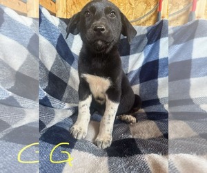 Mutt Dogs for adoption in NEWPORT NH, NH, USA