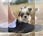 Small Photo #79 Shih Tzu Puppy For Sale in VENETA, OR, USA