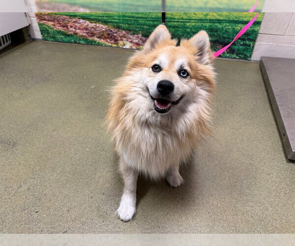 Medium Photo #1 Pomsky Puppy For Sale in Moreno Valley, CA, USA