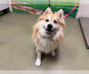 Pomsky Dogs for adoption in Moreno Valley, CA, USA