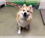 Small Pomsky