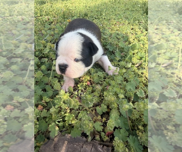 Medium Photo #8 Boston Terrier Puppy For Sale in FREDONIA, KS, USA