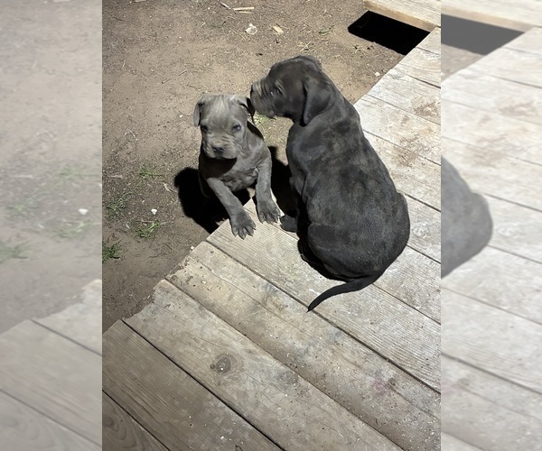 Medium Photo #4 American Bandogge mastiff Puppy For Sale in LAS CRUCES, NM, USA