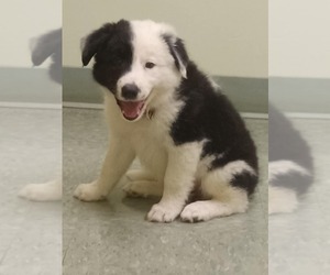 Border Collie Puppy for sale in ELLSWORTH, ME, USA