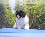 Small #10 Poodle (Toy)