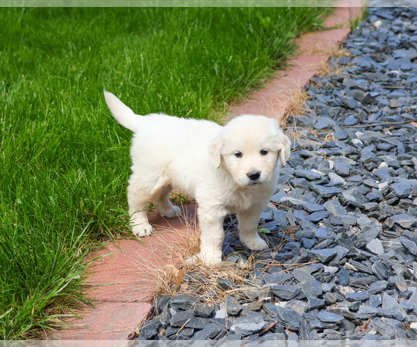 Medium Photo #3 English Cream Golden Retriever Puppy For Sale in SYRACUSE, IN, USA