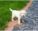 Small #2 English Cream Golden Retriever