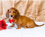 Small #18 Dachshund