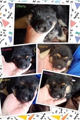 German Shepherd Dog Puppy for sale in HOWARD BEACH, NY, USA