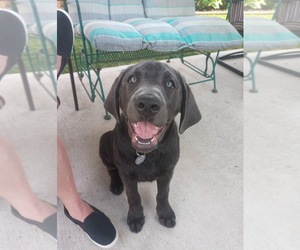 Labrador Retriever Dogs for adoption in W MILLGROVE, OH, USA