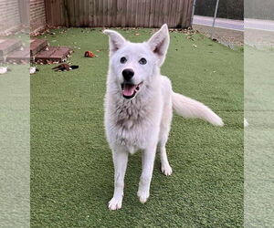 Gerberian Shepsky Dogs for adoption in Cumming, GA, USA