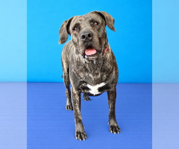 Medium Photo #2 Mastiff-Unknown Mix Puppy For Sale in Pasadena, CA, USA