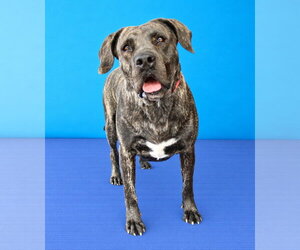 MELLY - Female Mastiff-Unknown Mix Dog for Adoption - Photo #2