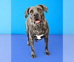 Small Photo #2 Mastiff-Unknown Mix Puppy For Sale in Pasadena, CA, USA