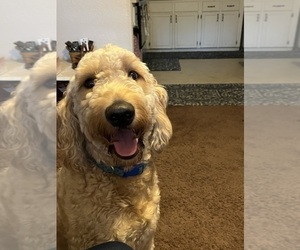Father of the Goldendoodle puppies born on 07/13/2025