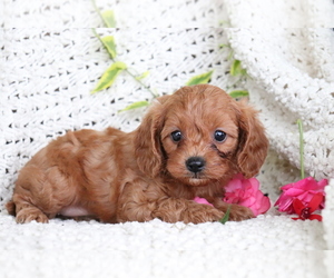 Cavalier King Charles Spaniel-Poodle (Toy) Mix Puppy for sale in SHILOH, OH, USA