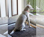 Small #3 Great Pyrenees Mix