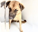 Small German Shepherd Dog Mix