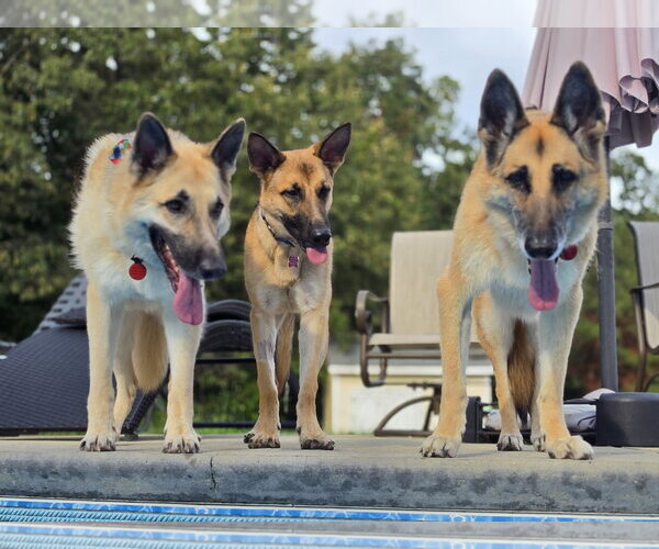 Medium Photo #7 German Shepherd Dog Puppy For Sale in New Hill, NC, USA