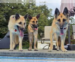 Small #6 German Shepherd Dog