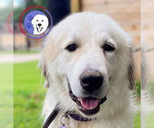 Great Pyrenees Dogs for adoption in Spring, TX, USA