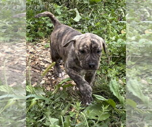 American Bandogge mastiff Dogs for adoption in Brewster, NY, USA