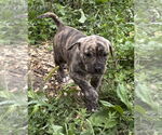 Small American Bandogge mastiff