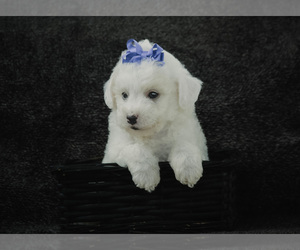 Bichpoo Puppy for sale in ELKTON, KY, USA