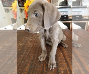 Weimaraner Puppy for sale in GOODSPRING, TN, USA