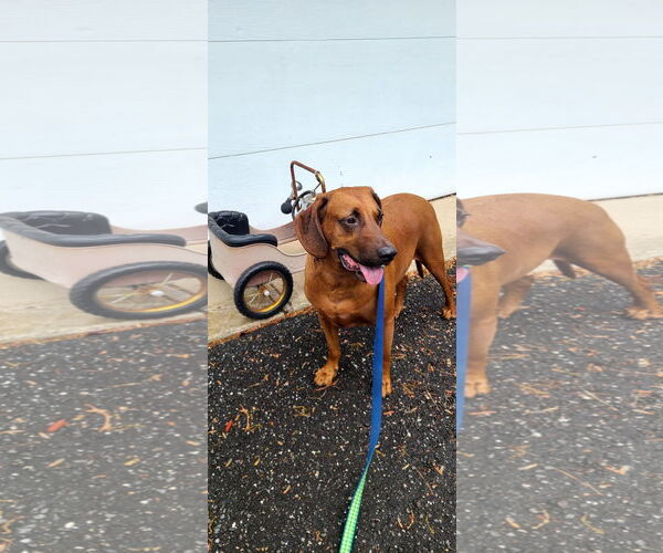 Medium Photo #1 Redbone Coonhound-Unknown Mix Puppy For Sale in Westwood, NJ, USA