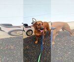 Small Redbone Coonhound Mix