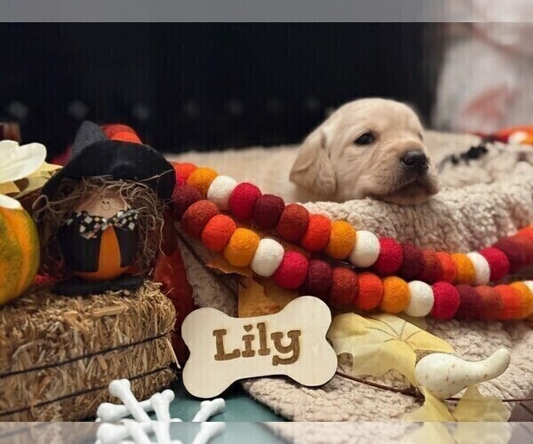 Medium Photo #1 Golden Labrador Puppy For Sale in PORT ORANGE, FL, USA