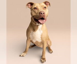 American Pit Bull Terrier-Unknown Mix Dogs for adoption in Rowlett, TX, USA