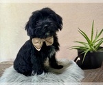 Small #5 YorkiePoo