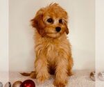 Small #1 Cavapoo (Miniature)