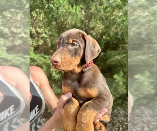 Medium Photo #19 Doberman Pinscher Puppy For Sale in LIVINGSTON, LA, USA