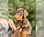 Litter of 9 - Male(s) and Female(s) Doberman PinscherLitter of Puppies for Sale - Photo #19