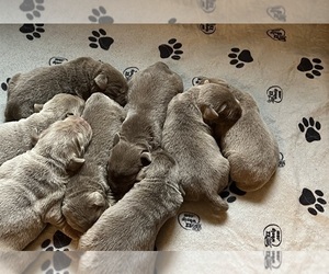 Labrador Retriever Puppy for sale in NEOLA, WV, USA