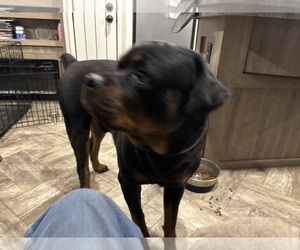 Father of the Rottle puppies born on 06/04/2025