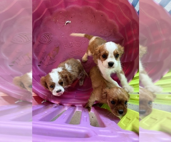 Medium Photo #1 Cavalier King Charles Spaniel Puppy For Sale in ALBUQUERQUE, NM, USA