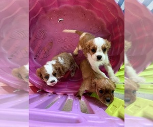 Cavalier King Charles Spaniel Puppy for sale in ALBUQUERQUE, NM, USA