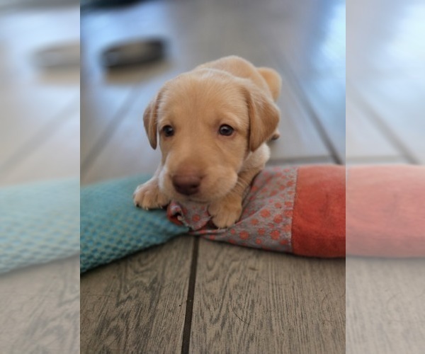Medium Photo #2 Labrador Retriever Puppy For Sale in SHELBYVILLE, IN, USA