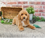 Small #7 Poodle (Miniature)