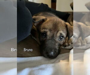 Siberian Husky-Unknown Mix Dogs for adoption in Dana Point, CA, USA