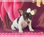 Small #1 French Bulldog-Jack Russell Terrier Mix