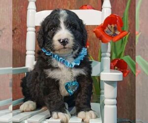 Bernedoodle Puppy for sale in THORP, WI, USA