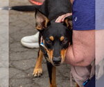 Small #3 Mutt