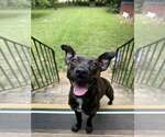 Small #1 Mutt